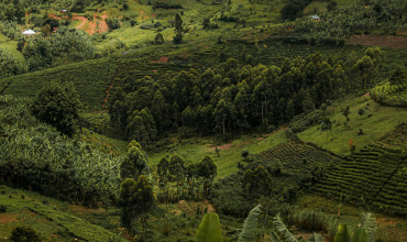 Tree Adoption Uganda